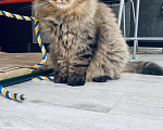 Кошки в Москве: Отдам кота Василия бесплатно  Мальчик, 1 руб. - фото 2