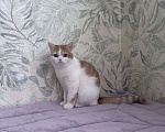 Кошки в Москве: Шотландский короткошерстный котенок Девочка, 45 000 руб. - фото 2
