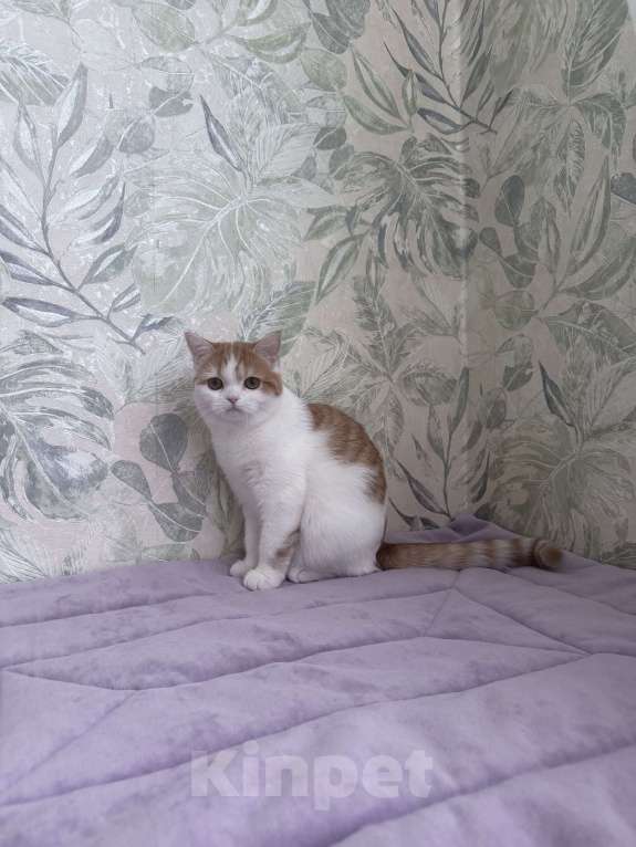 Кошки в Москве: Шотландский короткошерстный котенок Девочка, 45 000 руб. - фото 2