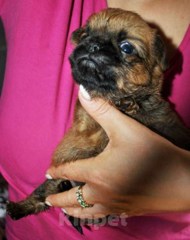 Собаки в Москве: Малый брабансон рыжая миниатюрная девочка Девочка, 60 000 руб. - фото 2