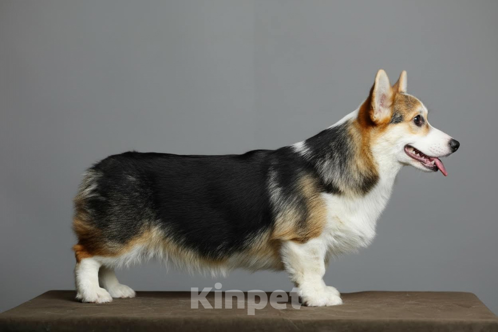 Собаки в Санкт-Петербурге: Корги Мальчик, 90 000 руб. - фото 3