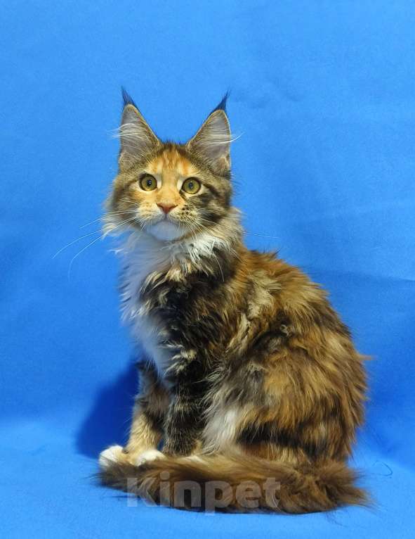 Кошки в Москве: Котенок Мейн-Кун Девочка Девочка, 47 000 руб. - фото 6