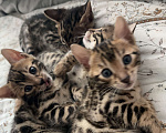 Кошки в Сочи: Бенгальские котята девочки Девочка, 20 000 руб. - фото 1