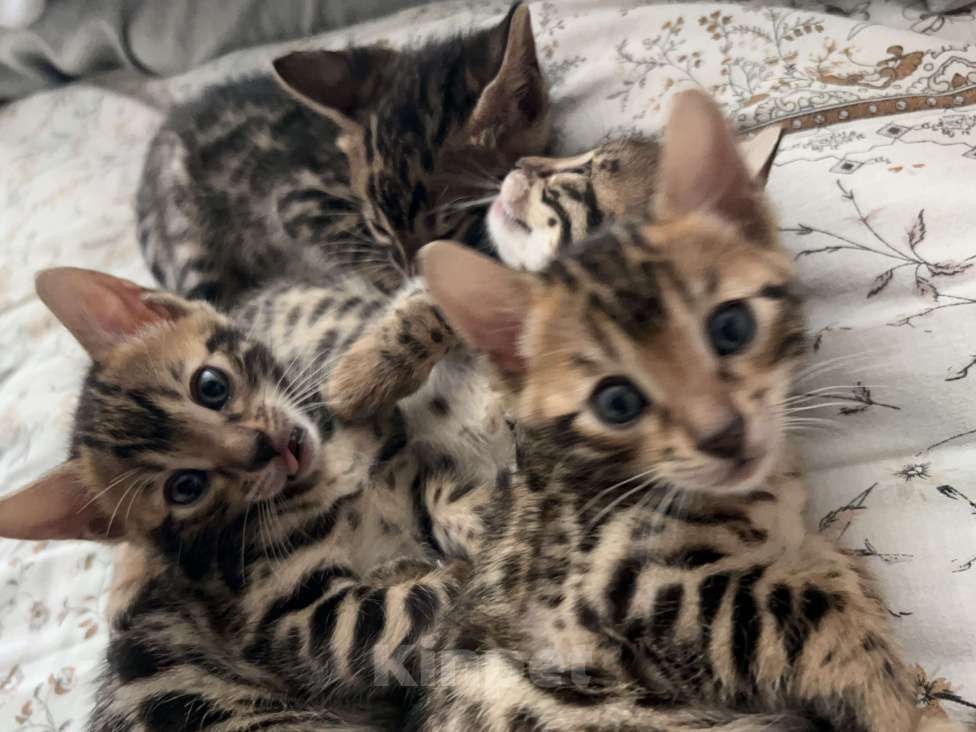 Кошки в Сочи: Бенгальские котята девочки Девочка, 20 000 руб. - фото 1