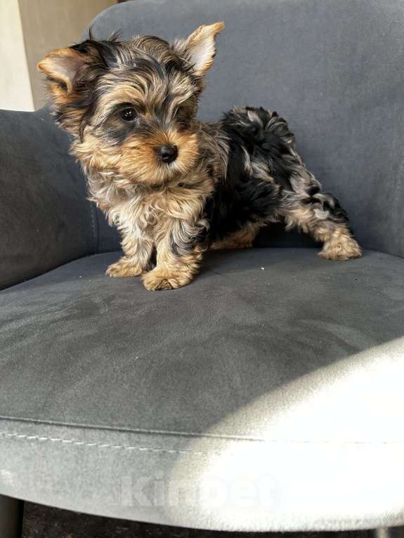 Собаки в других городах Московской области: Цветные йорки Разнополые, 50 000 руб. - фото 8