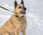 Собаки в других городах Пермского края: Не пес, а звезда! Мальчик, Бесплатно - фото 4