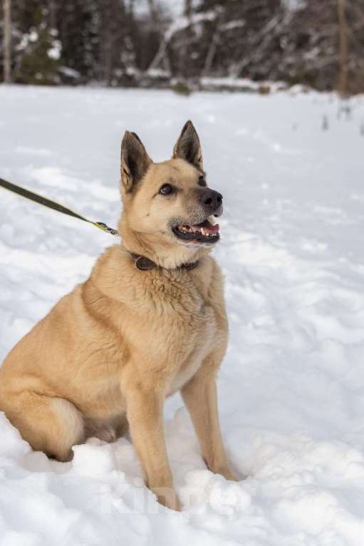 Собаки в других городах Пермского края: Не пес, а звезда! Мальчик, Бесплатно - фото 4