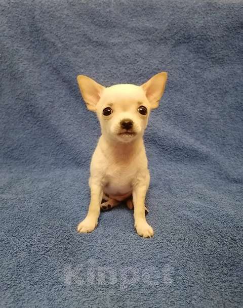 Собаки в Череповце: Щенки чихуахуа Мальчик, 30 000 руб. - фото 3