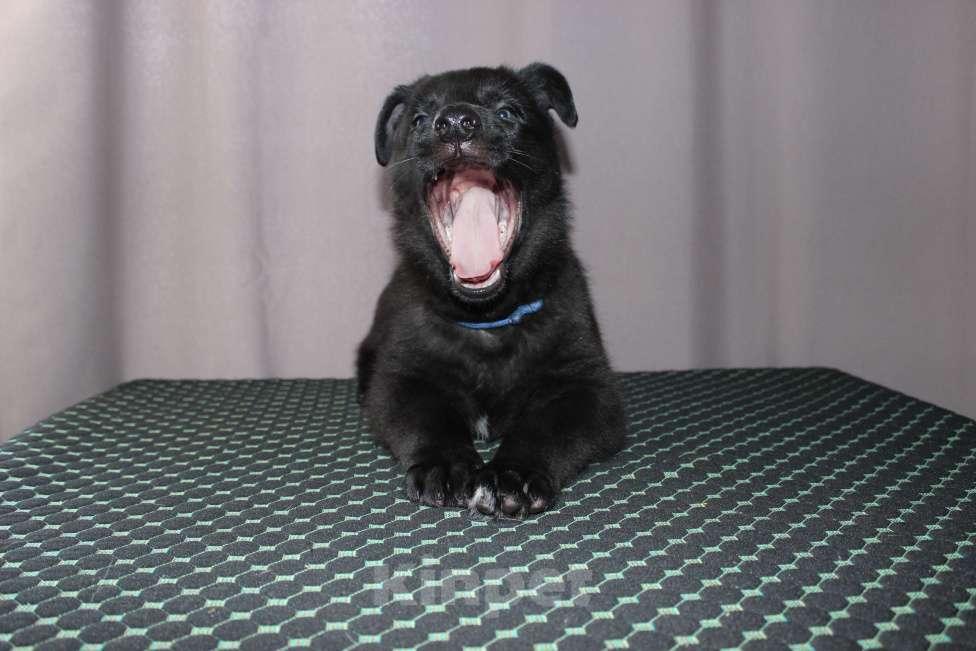 Собаки в Красноярске: Щенок ВЕО Найт Вульф Мальчик, Бесплатно - фото 7