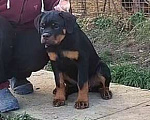 Собаки в Краснодаре: Щенки ротвейлера  Мальчик, 70 000 руб. - фото 1