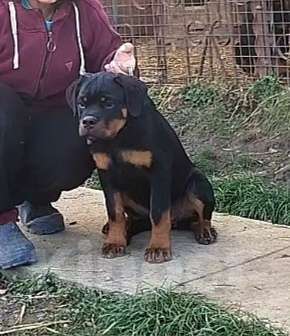 Собаки в Краснодаре: Щенки ротвейлера  Мальчик, 70 000 руб. - фото 1