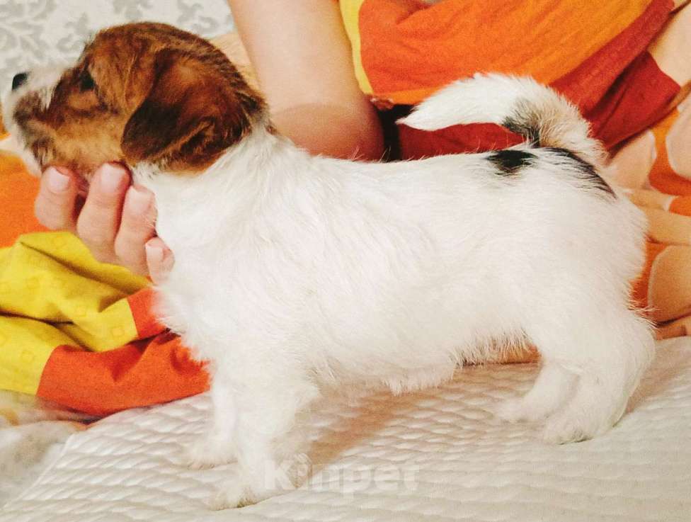 Собаки в Москве: Джек Рассел терьер Девочка, 25 000 руб. - фото 1