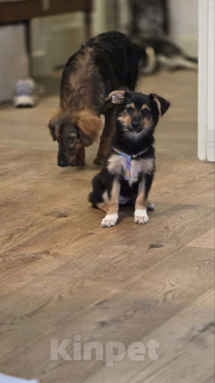 Собаки в Москве: Малышка Молли Девочка, Бесплатно - фото 4