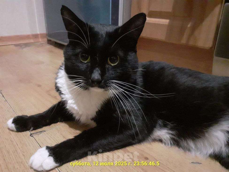 Кошки в Москве: кот Чулочек ищет дом Мальчик, Бесплатно - фото 3