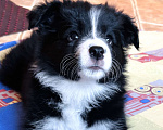Собаки в Москве: Бордер колли щенок девочка Девочка, 75 000 руб. - фото 2