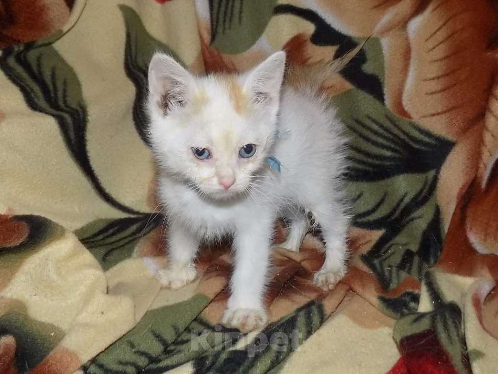 Кошки в Москве: Котята турецкий ван Девочка, 10 000 руб. - фото 6
