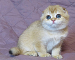 Кошки в Москве: шотландский мальчик -золотая шиншилла Мальчик, Бесплатно - фото 2