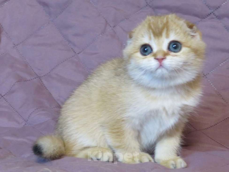 Кошки в Москве: шотландский мальчик -золотая шиншилла Мальчик, Бесплатно - фото 2