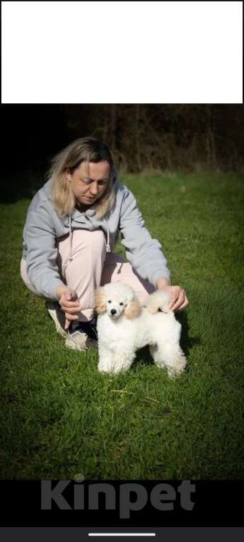 Собаки в Ставрополе: Перспективный щенок той пуделя Мальчик, 85 000 руб. - фото 2
