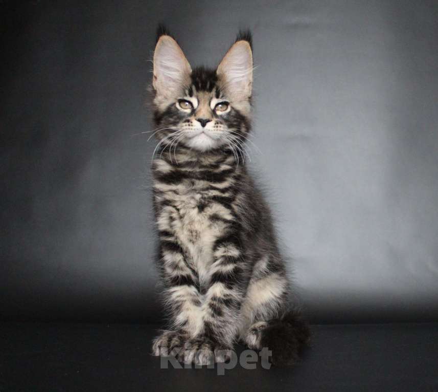 Кошки в Екатеринбурге: Котёнок мейн-кун Цезарь Мальчик Мальчик, 35 000 руб. - фото 1