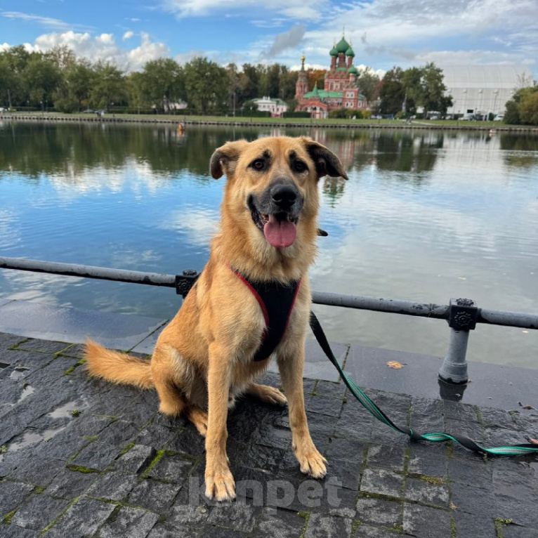 Собаки в Москве: Собака бесплатно в Москве Мальчик, Бесплатно - фото 6