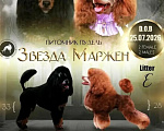 Собаки в Екатеринбурге: Девочка Той-пудель Девочка, 120 000 руб. - фото 3
