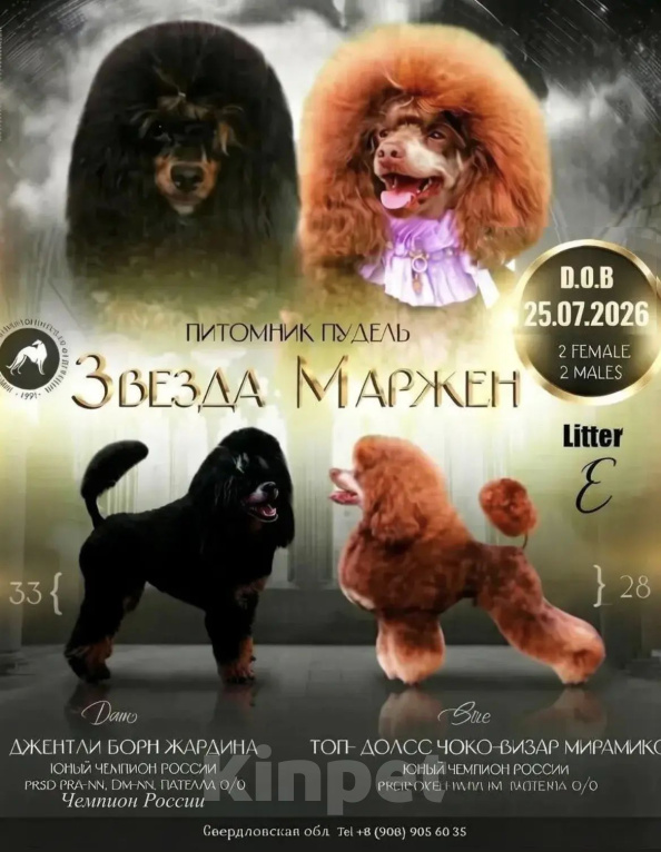 Собаки в Екатеринбурге: Девочка Той-пудель Девочка, 120 000 руб. - фото 3