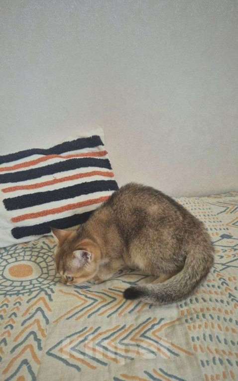 Кошки в Химках: Британская золотая шиншила ny25 4мес Девочка, 21 000 руб. - фото 5