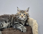 Кошки в Красногорске: Мейкун котенок полидакт Девочка, 30 000 руб. - фото 7