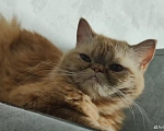 Кошки в Тюмени: Кошка экзот ищет дом Девочка, Бесплатно - фото 2