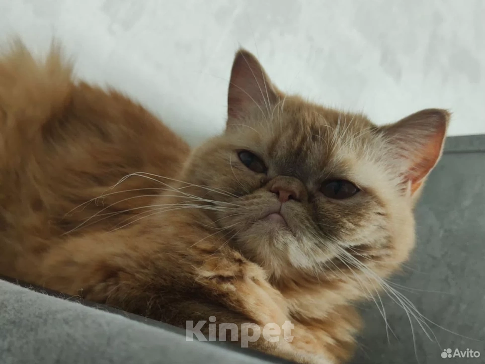 Кошки в Тюмени: Кошка экзот ищет дом Девочка, Бесплатно - фото 2