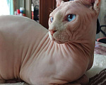 Кошки в других городах Ставропольского края: Канадский сфинкс эльф Мальчик, 5 000 руб. - фото 1