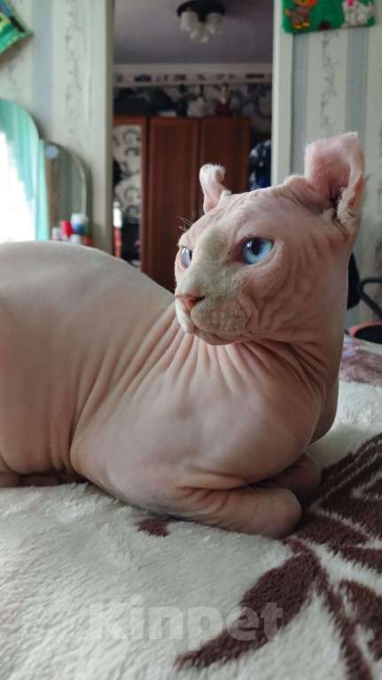 Кошки в других городах Ставропольского края: Канадский сфинкс эльф Мальчик, 5 000 руб. - фото 1