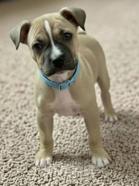 Собаки в Москве: Американский стаффордширский терьер, щенки Мальчик, 25 000 руб. - фото 2