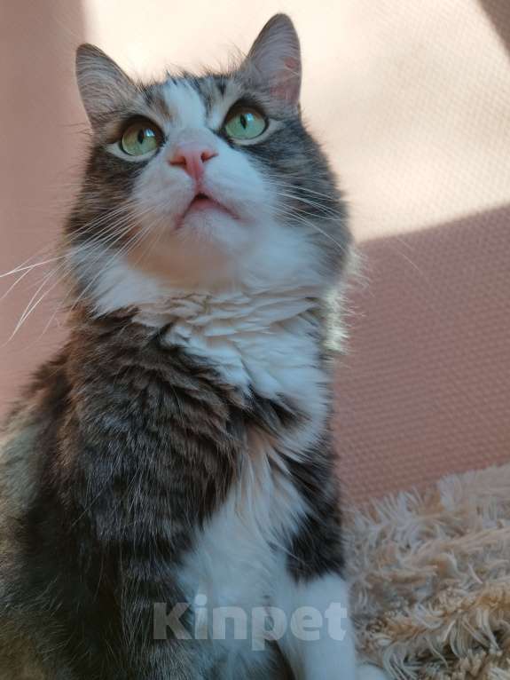 Кошки в Красноярске: ПОТЕРЯЛСЯ КОТ Мальчик, 10 000 руб. - фото 5