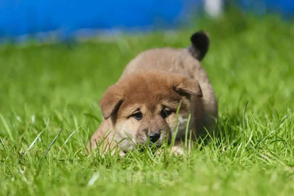 Собаки в Москве: Щенки сиба ину Мальчик, 45 000 руб. - фото 3