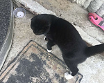 Кошки в Москве: Найдена кошка вислоухая  Девочка, Бесплатно - фото 2