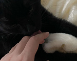 Кошки в Химках: Чёрная кошечка Люся Девочка, Бесплатно - фото 6