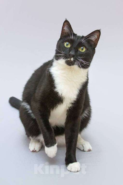 Кошки в Москве: Кот Антошка ищет свою семью.  Мальчик, Бесплатно - фото 1