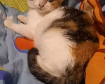 Кошки в Санкт-Петербурге: Котенок Девочка, Бесплатно - фото 3