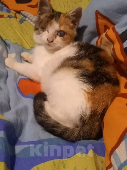 Кошки в Санкт-Петербурге: Котенок Девочка, Бесплатно - фото 3