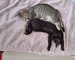 Кошки в Самаре: Котёнок в добрые руки Девочка, Бесплатно - фото 4
