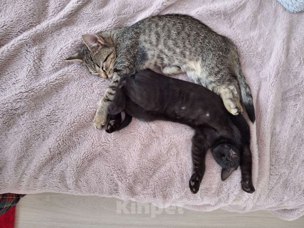 Кошки в Самаре: Котёнок в добрые руки Девочка, Бесплатно - фото 4