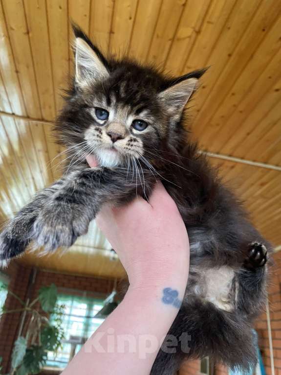 Кошки в других городах Московской области: Мальчишка мейн-кун Мальчик, 60 000 руб. - фото 3