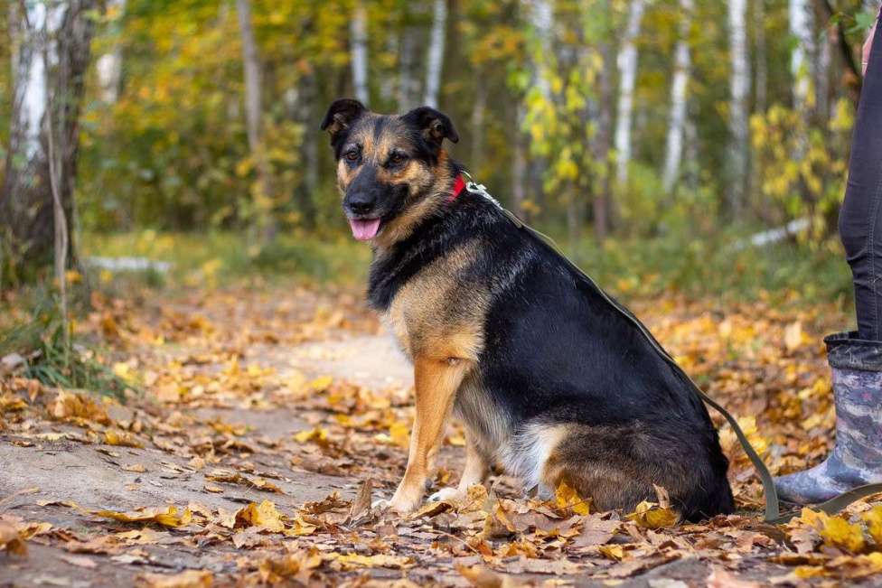 Собаки в Москве: Бейлис Девочка, Бесплатно - фото 3