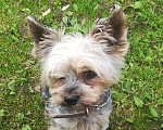 Собаки в Одинцово: Кобель на вязку Мальчик, 1 500 руб. - фото 3