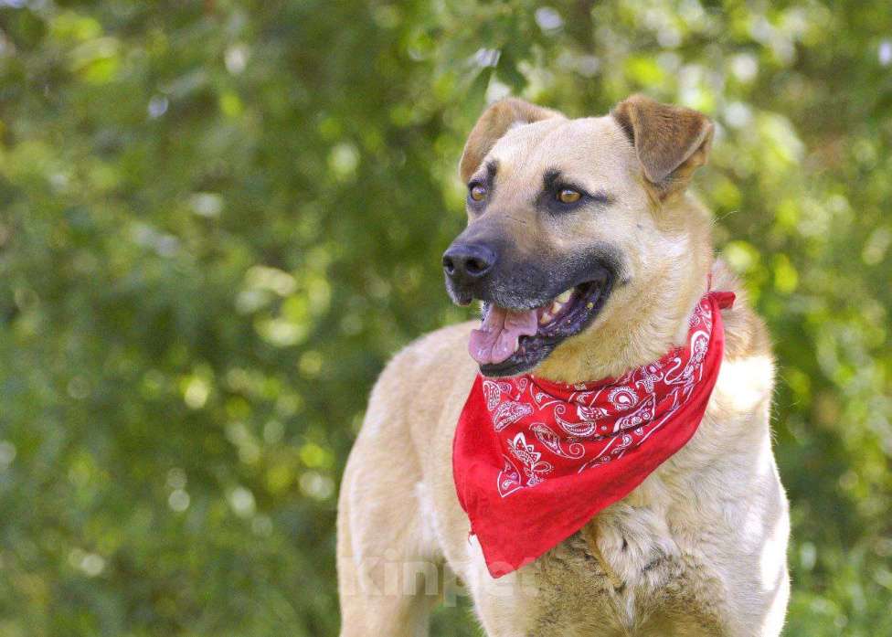 Собаки в других городах Московской области: Красавчик Джек Мальчик, Бесплатно - фото 4