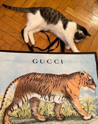 Кошки в Москве: Кот ученый Тоша в добрые руки Мальчик, 1 руб. - фото 3