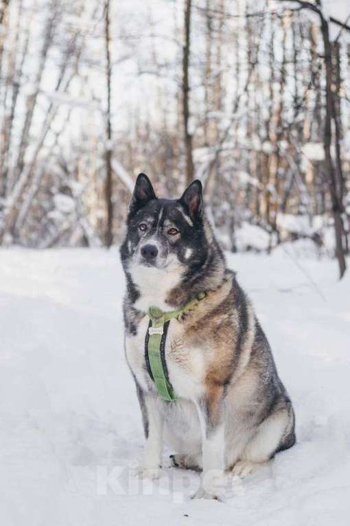 Собаки в Москве: Басти ищет дом Мальчик, Бесплатно - фото 6