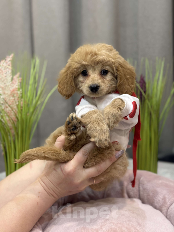 Собаки в Москве: Tutsy Девочка, 100 000 руб. - фото 10